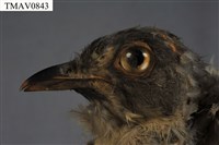布穀鳥藏品圖，第7張